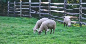 If you work with goats or sheep, our Master Small Ruminant Certification may just be for you.